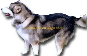 alaskan-malamute