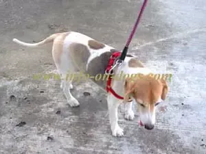 beagle
