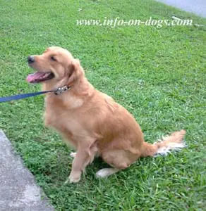 golden-retriever-2