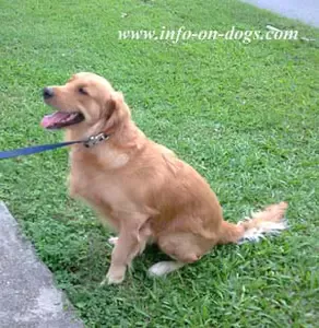 golden-retriever-2