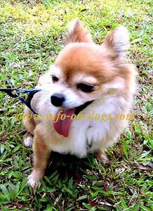 chihuahua-long-hair