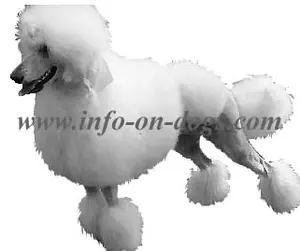 standard-poodle