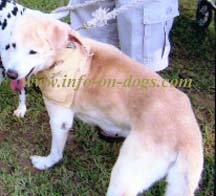 labrador retreiver