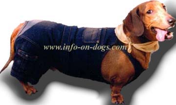 dachsund
