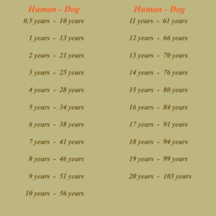 Dog Years Compared To Human Years Chart