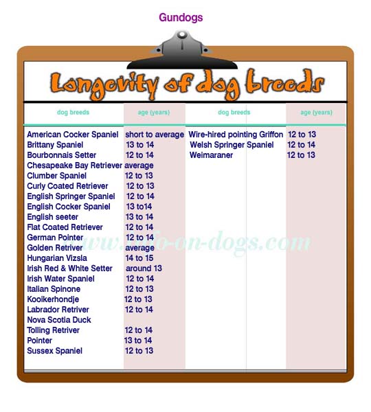 longevity of gundogs