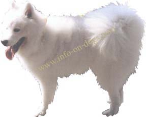 Samoyed-Dog - Russia