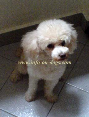toy poodle
