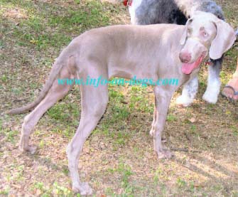 weimaraner