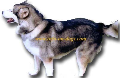 alaskan malamute