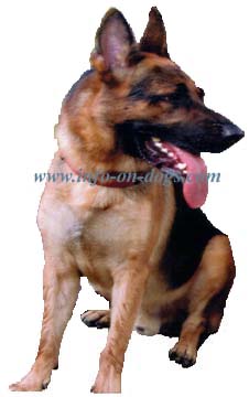 German-Shepherd