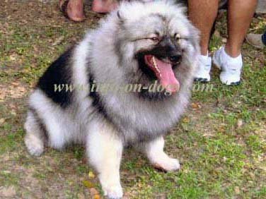 German-WolfSpitz-Keeshond