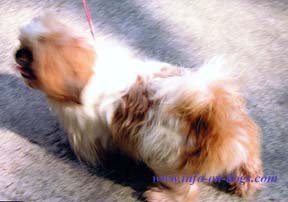 shih tzu brown short hair