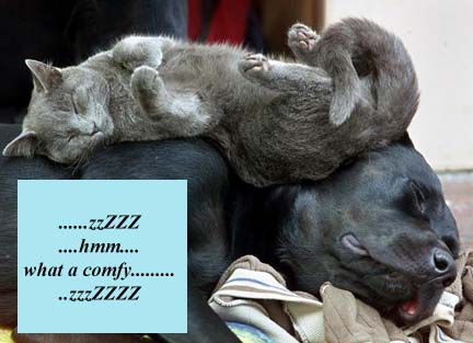 cat sleeping on a dog
