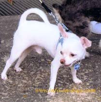 short hair chihuahua