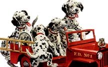 puppies-dalmation-around-fire-engin-car
