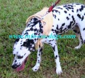 dalmation