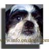 Shih-Tzu-dog