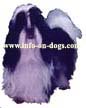 long hair shih tzu