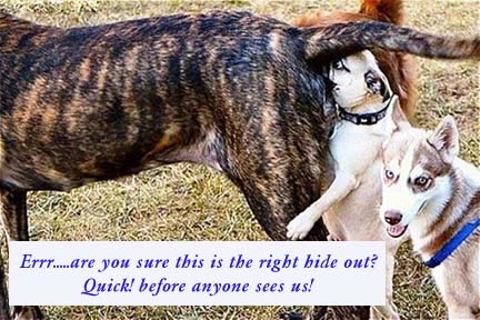 dog's head in ass