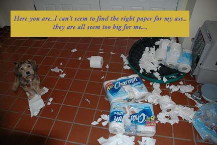 dog mess up toilet paper