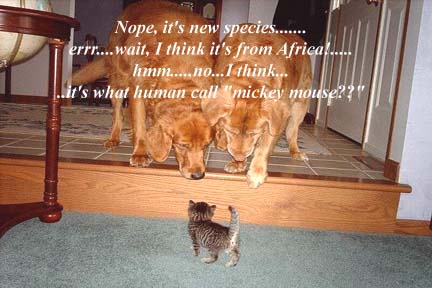 dogs and kitten