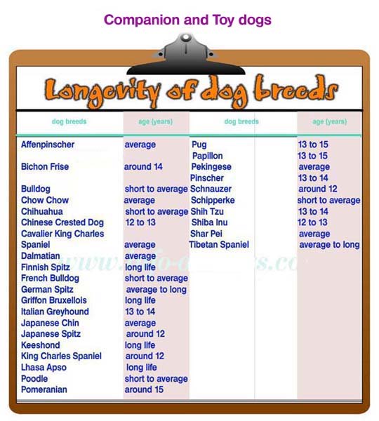 longevity of companion and toy dogs
