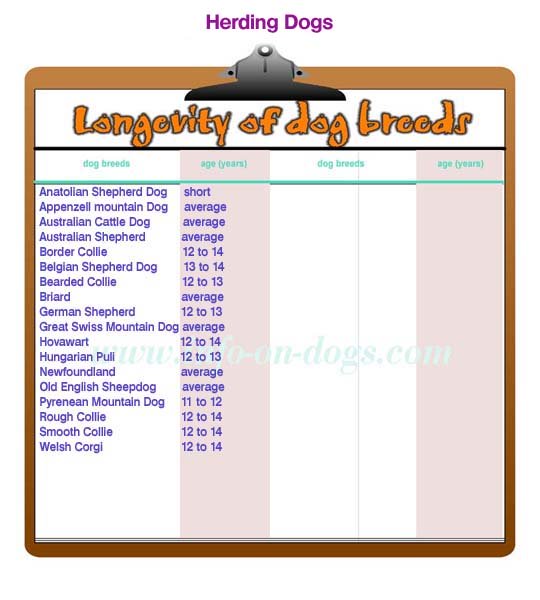 longevity of herding dogs