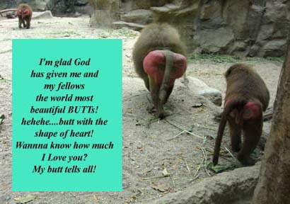 baboon monkey with red butt