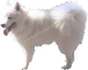 Samoyed white spitz