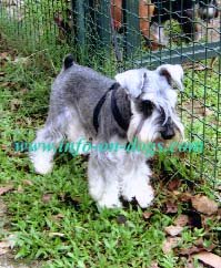 schnauzer