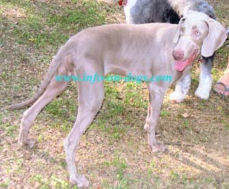 weimaraner